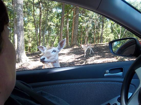 Baby Deer Pictures In The Wild