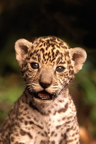 Baby Jaguar Animal Wallpaper