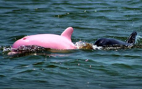 Baby Pink Amazon River Dolphin