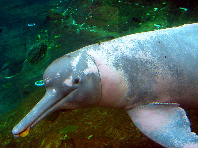 Baby Pink Amazon River Dolphin