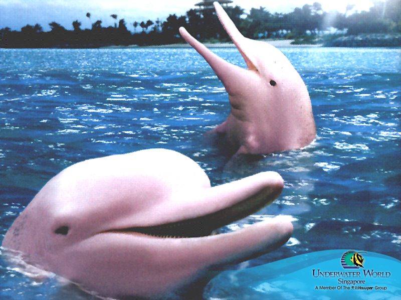 Baby Pink Amazon River Dolphin