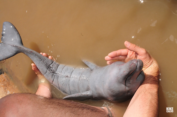 Baby Pink Amazon River Dolphin