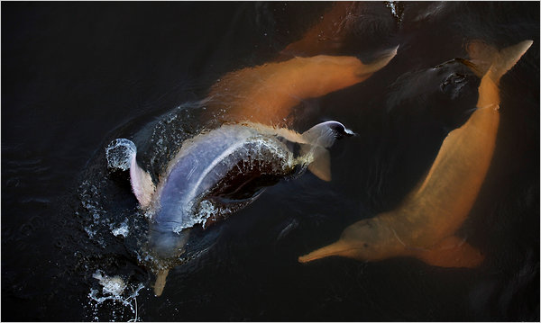 Baby Pink Amazon River Dolphin