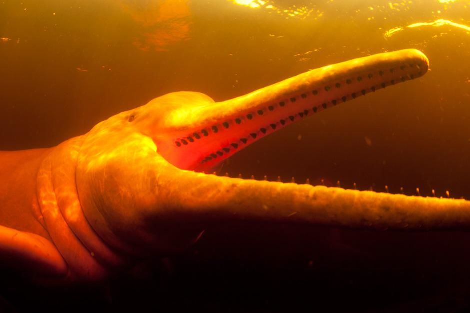 Baby Pink Amazon River Dolphin