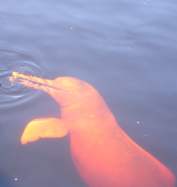 Baby Pink Amazon River Dolphin