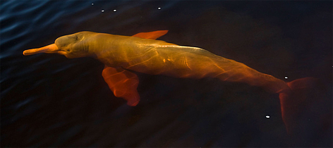 Baby Pink Amazon River Dolphin