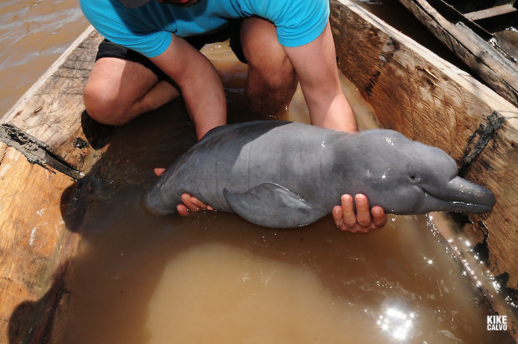 Baby Pink Amazon River Dolphin