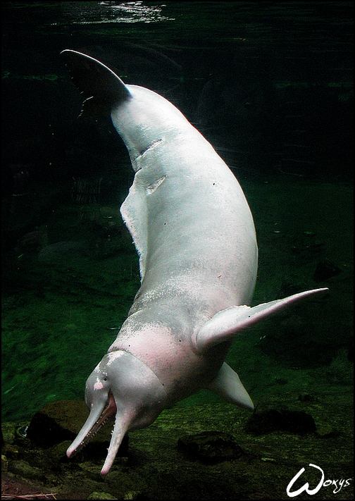 Baby Pink Amazon River Dolphin