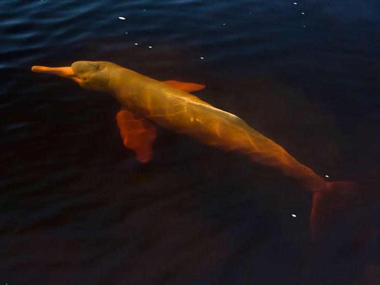 Baby Pink Amazon River Dolphin