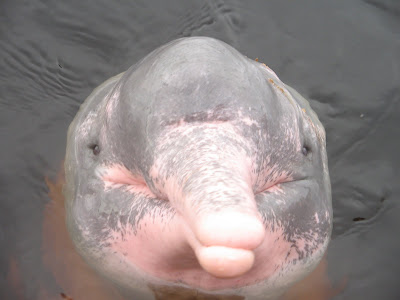 Baby Pink Amazon River Dolphin