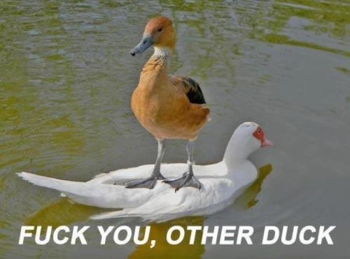 Bad Advice Duck Know Your Meme