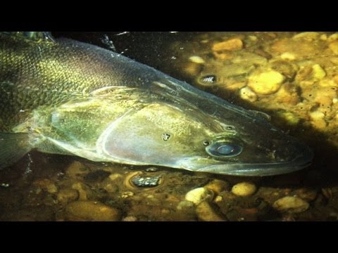 Barbel Feeder Fishing Rigs