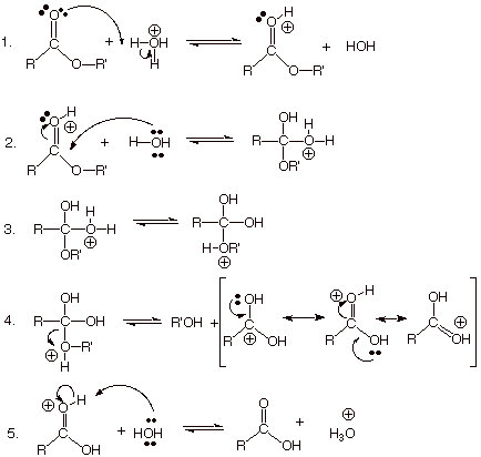 Base Catalyzed Esterification Mechanism