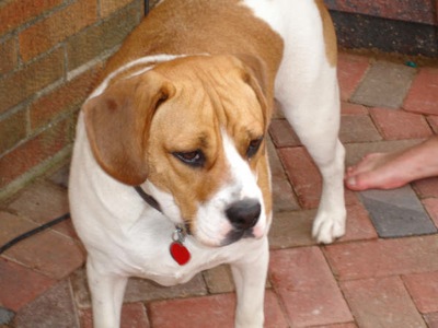 Beagle And English Bulldog Mix Puppies For Sale