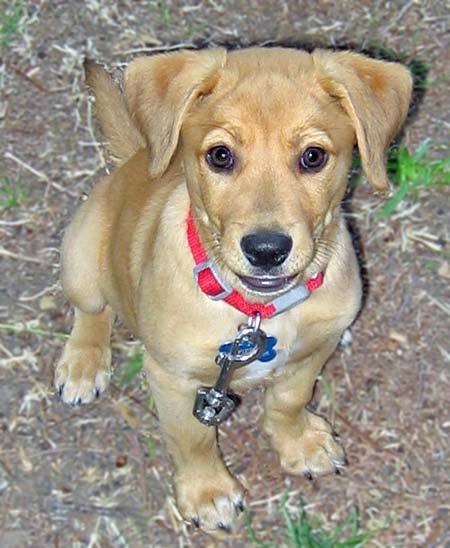 Beagle And English Bulldog Mix Puppies For Sale