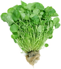 Benefits Of Watercress