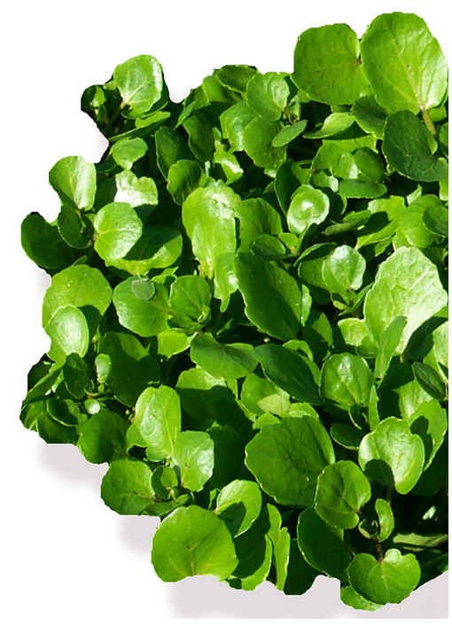 Benefits Of Watercress For Hair