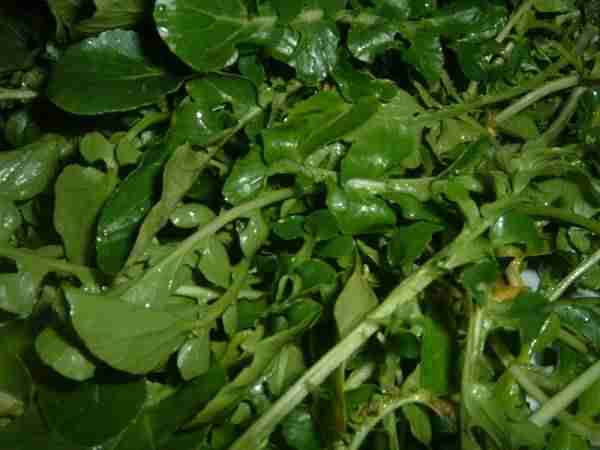 Benefits Of Watercress Herb