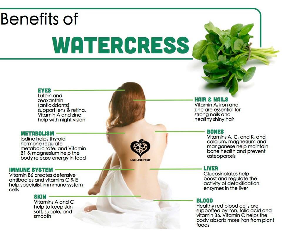 Benefits Of Watercress Herb