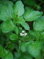 Benefits Of Watercress Herb