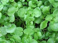 Benefits Of Watercress Herb