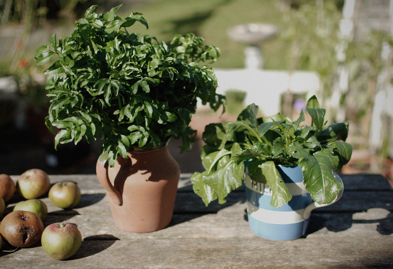 Benefits Of Watercress Soup