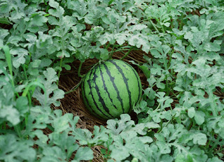 Benefits Of Watermelon For Men