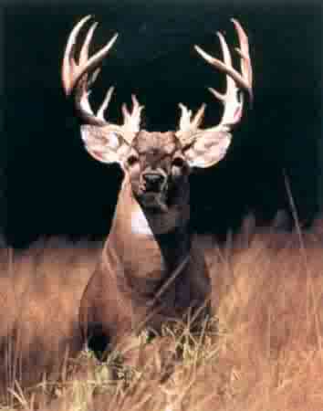 Big Deer Pictures Buck