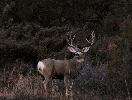 Big Deer Pictures Buck