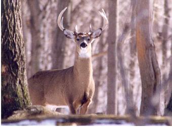 Big Deer Pictures Buck