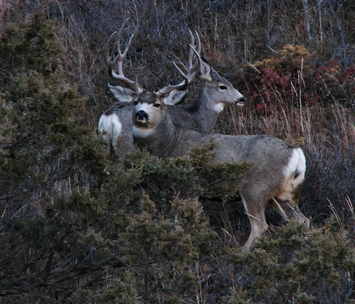 Big Deer Pictures Buck