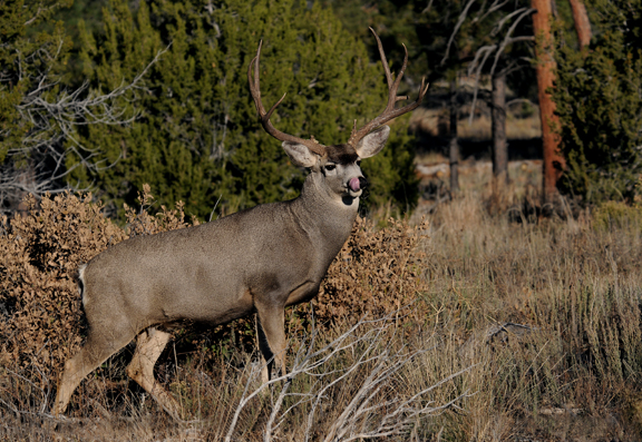 Big Deer Pictures Buck