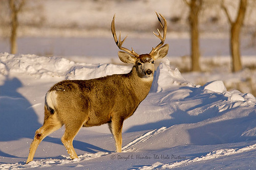 Big Deer Pictures Buck