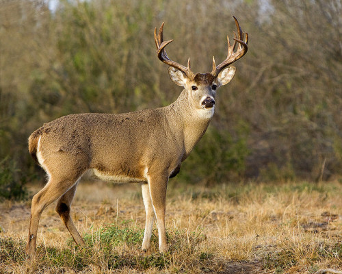 Big Deer Pictures Buck