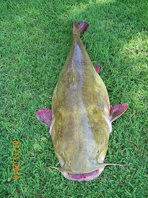 Big Flathead Catfish Pictures