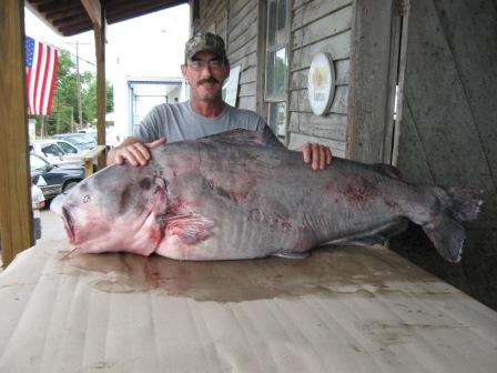 Big Flathead Catfish Pictures