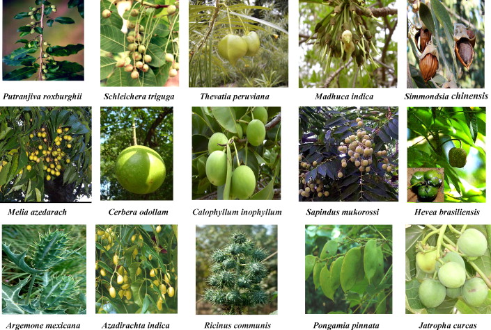 Biodiesel Feedstock