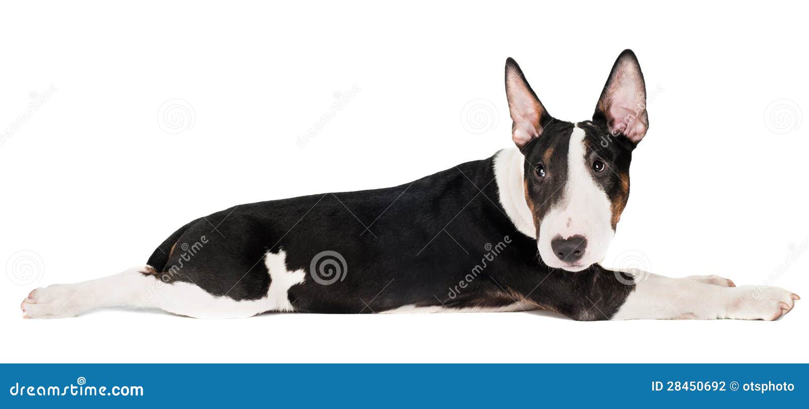 Black English Bull Terrier Puppies