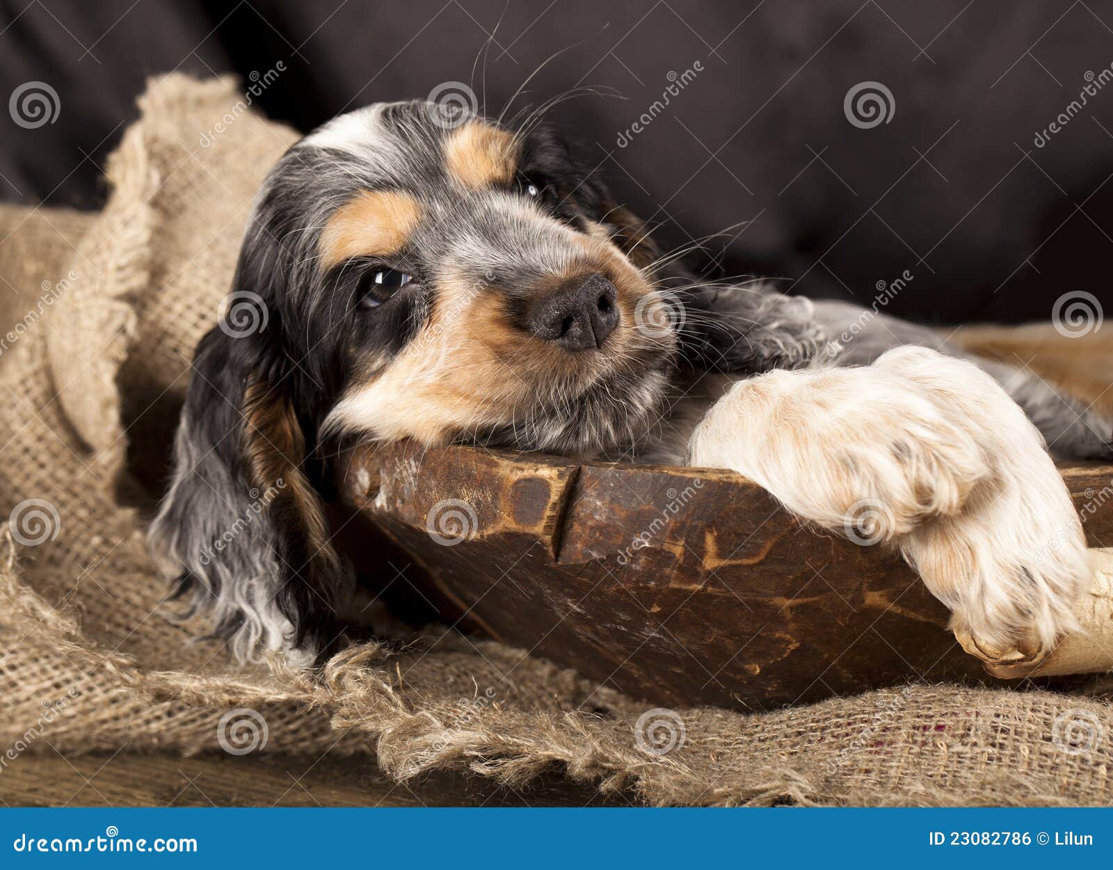 Black English Cocker Spaniel Puppies For Sale