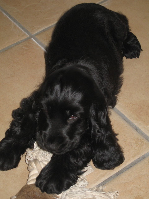 Black English Cocker Spaniel Puppies For Sale