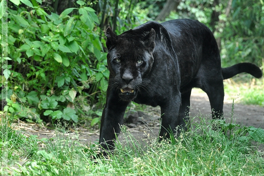 Black Jaguar Animal Wallpaper