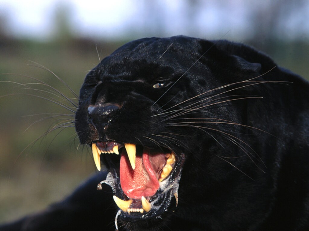 Black Jaguar Animal Wallpaper