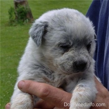 Blue Australian Cattle Dog Puppy