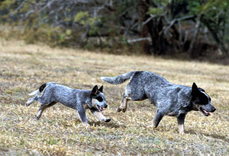 Blue Australian Cattle Dog Puppy