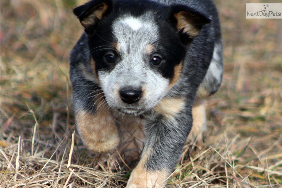 Blue Australian Cattle Dog Puppy