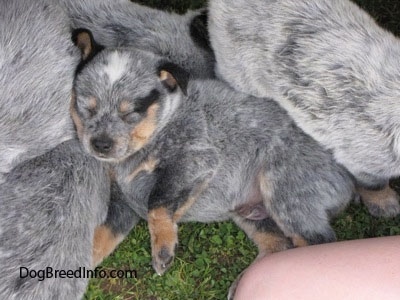 Blue Australian Cattle Dog Puppy