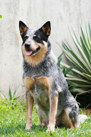 Blue Australian Cattle Dog Puppy