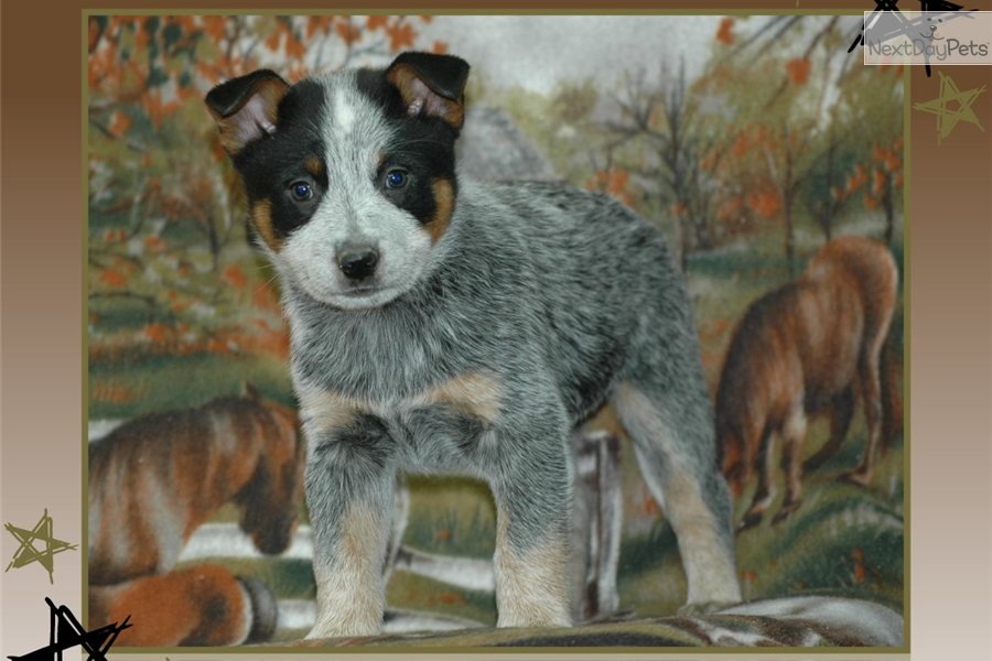 Blue Australian Cattle Dog Puppy