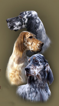 Blue Belton English Setter Puppies For Sale