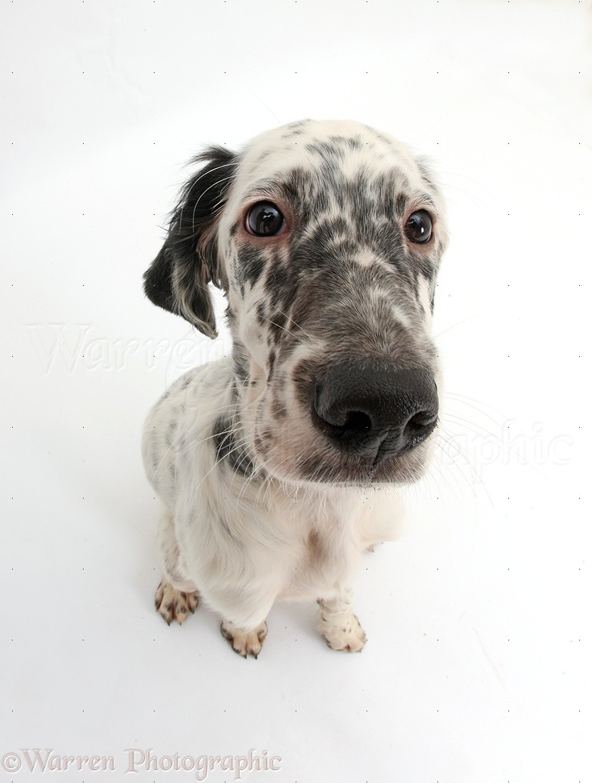 Blue Belton English Setter Puppies For Sale